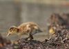 Karten
