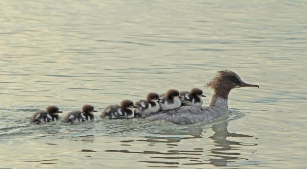 Bild des Tages Berner Zeitung 11. Mai 2019