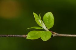 Gr&auml;ser Bl&auml;tter