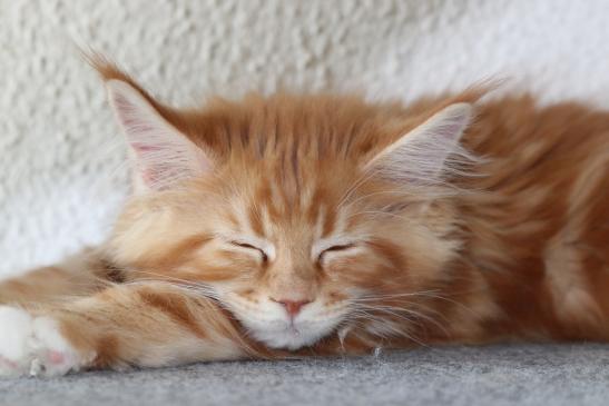 24. Dezember 2020 Ausgabe Chatze – Poscht 154 / 20 Katzen- und Edelkatzenclub Bern