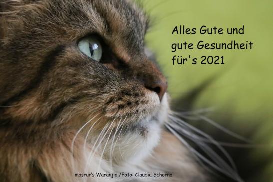 24. Dezember 2020 Ausgabe Chatze – Poscht 154 / 20 Katzen- und Edelkatzenclub Bern