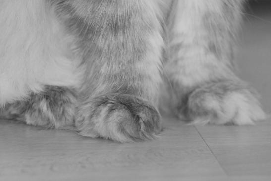 24. Dezember 2020 Ausgabe Chatze – Poscht 154 / 20 Katzen- und Edelkatzenclub Bern