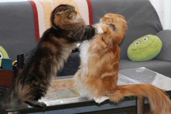 24. Dezember 2020 Ausgabe Chatze – Poscht 154 / 20 Katzen- und Edelkatzenclub Bern