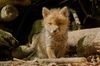 Tiere