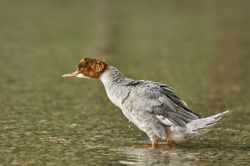 G&auml;nses&auml;ger