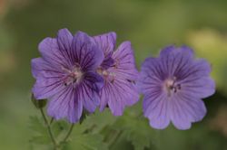 Wiesen Storchschnabel