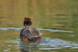 Tierkinder