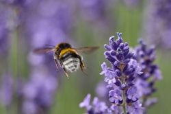 Bienchen und Hummeln