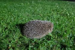 Igel