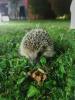 Igel
