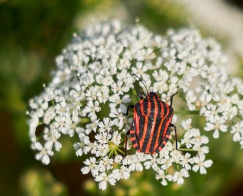 Leserbild Thuner Tagblatt und Berner Zeitung 15. Juni 2023