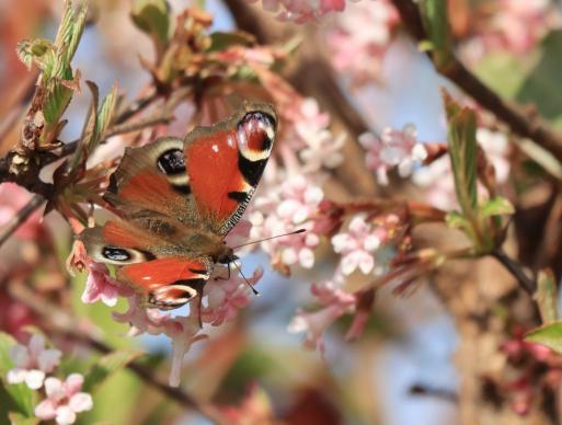 Leserbild Thuner Tagblatt und Berner Zeitung 24. März 2022