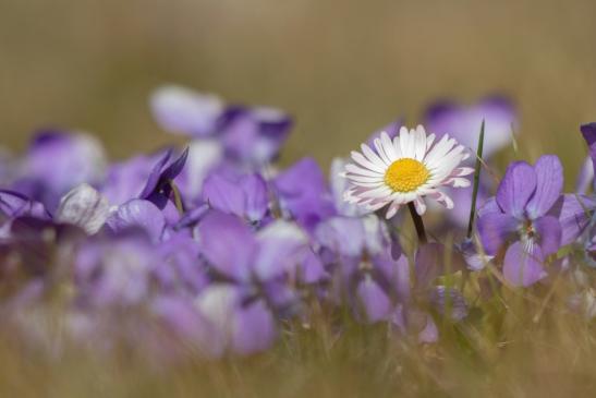 Leserbild Thuner Tagblatt 27. März 2021