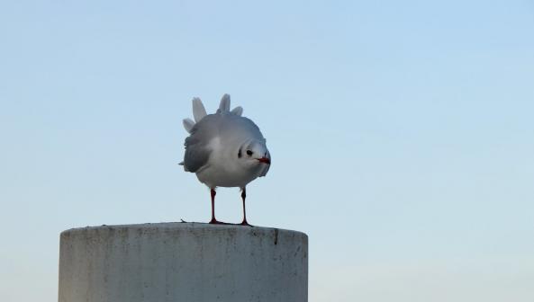 Leserbild Berner Zeitung und Thuner Tagblatt 24. November 2017