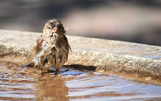 Bild des Tages Berner Zeitung 16. Mai 2015 