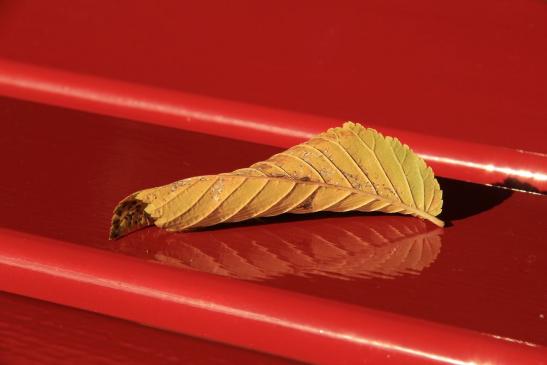 Bild des Tages Berner Zeitung  29. Oktober 2016