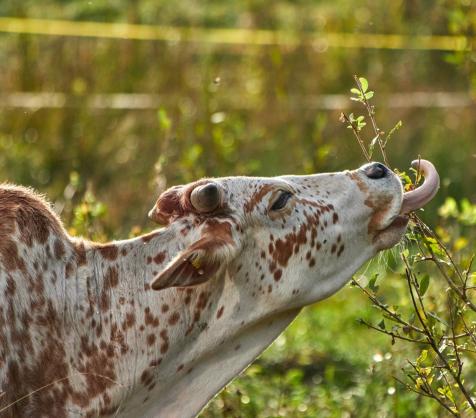 Leserbild Berner Zeitung 2. Oktober 2023