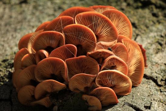 Leserbild Thuner Tagblatt und Berner Zeitung 13. Dezember 2019