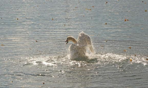 Leserbild Berner Zeitung und Thuner Tagblatt 14. November 2018
