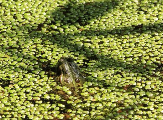 Leserbild Berner Zeitung und Thuner Tagblatt 26. Juli 2018
