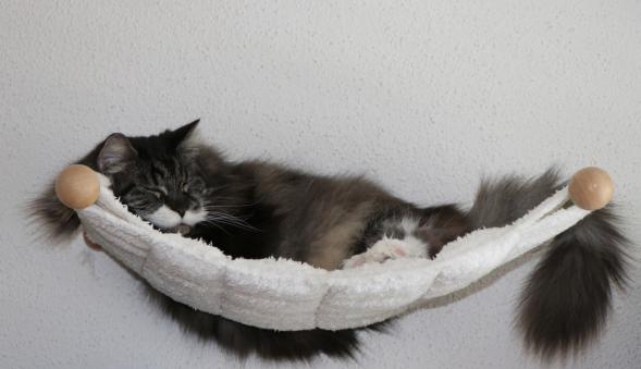 Leserbild Berner Zeitung und Thuner Tagblatt 28. Februar 2019