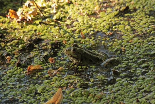 Leserbild Berner Zeitung und Thuner Tagblatt 3. Juli 2017