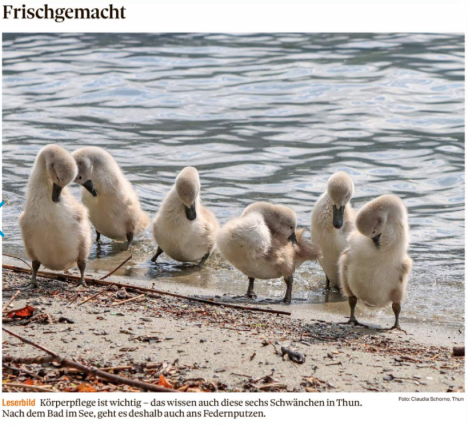 Leserbild Thuner Tagblatt 12. Juni 2021