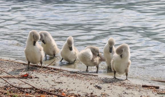 Leserbild Thuner Tagblatt 12. Juni 2021