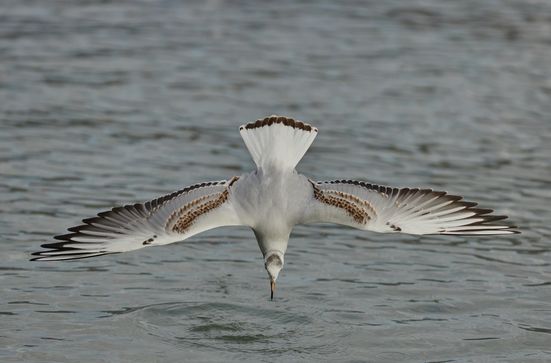 Leserbild Thuner Tagblatt und Berner Zeitung 19. November 2025