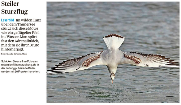 Leserbild Thuner Tagblatt und Berner Zeitung 19. November 2025