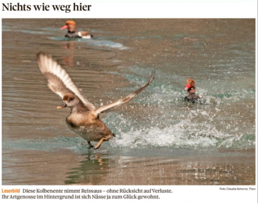 Leserbild Thuner Tagblatt 30. März 2021