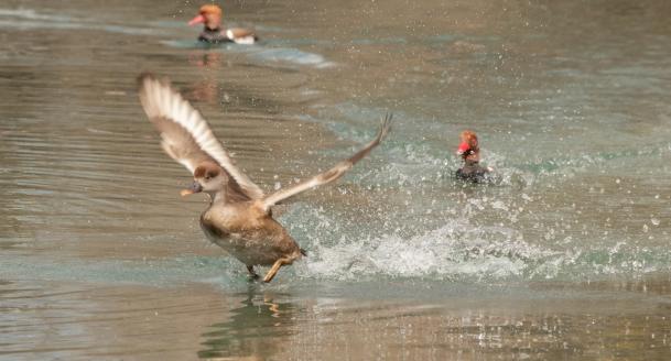 Leserbild Thuner Tagblatt 30. März 2021