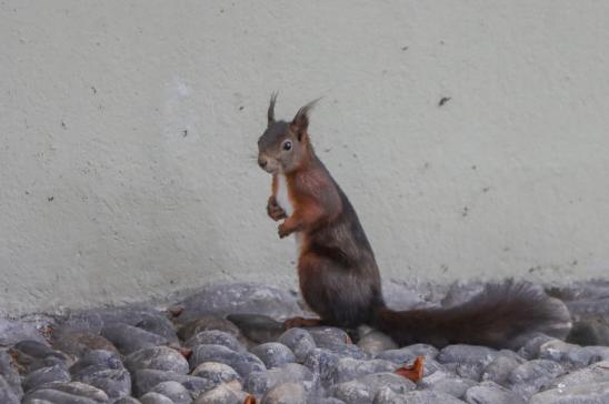 Leserbild Thuner Tagblatt 9. Juni 2021