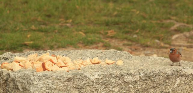 Leserbild Thuner Tagblatt und Berner Zeitung 22. Mai 2019