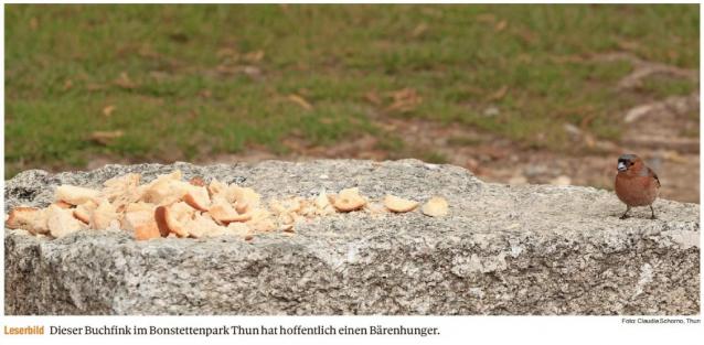 Leserbild Thuner Tagblatt und Berner Zeitung 22. Mai 2019