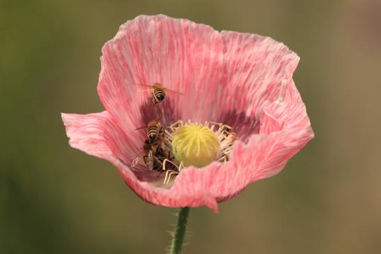 Leserbild Thuner Tagblatt 27. Juni 2020