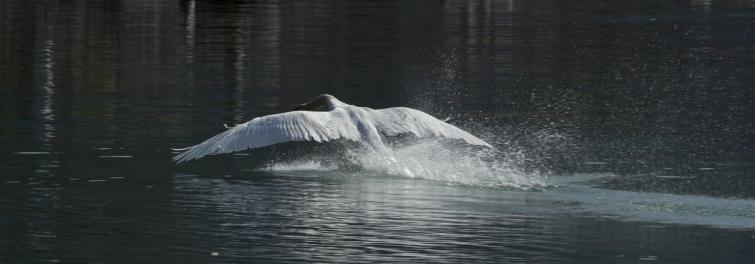 Leserbild Berner Zeitung und Thuner Tagblatt 10. April 2017