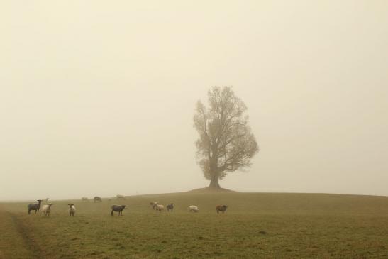 Leserbild Berner Zeitung und Thuner Tagblatt 10. November 2016