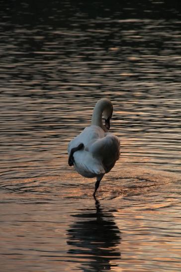 Leserbild Berner Zeitung und Thuner Tagblatt 10. Oktober 2014