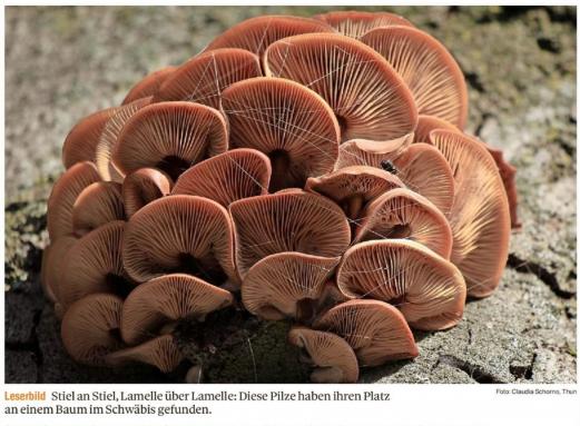 Leserbild Thuner Tagblatt und Berner Zeitung 13. Dezember 2019