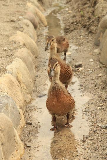 Leserbild Berner Zeitung und Thuner Tagblatt 3. Juni2016
