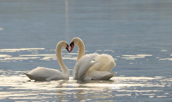 Leserbild Thuner Tagblatt und Berner Zeitung 14. Februar 2020