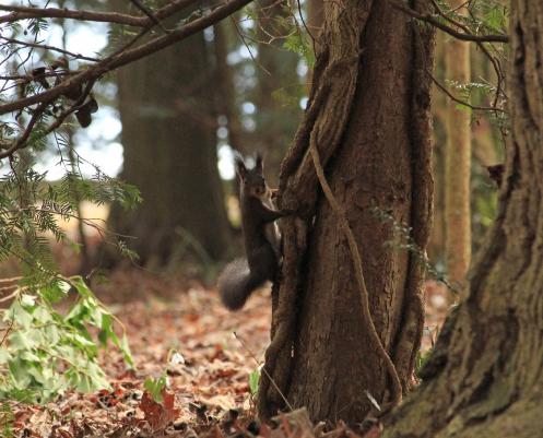Leserbild Berner Zeitung und Thuner Tagblatt 14. März 2017