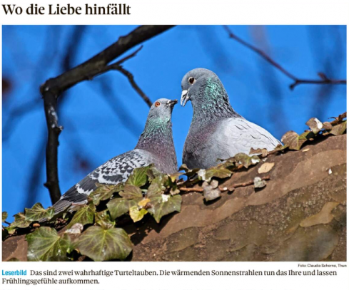 Leserbild Thuner Tagblatt und Berner Zeitung 15. Februar 2023