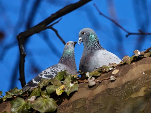 Leserbild Thuner Tagblatt und Berner Zeitung 15. Februar 2023