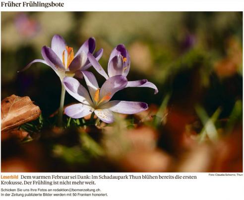 Leserbild Berner Zeitung und Thuner Tagblatt 16. Februar 2019