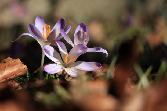 Leserbild Berner Zeitung und Thuner Tagblatt 16. Februar 2019