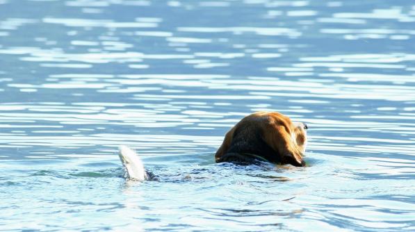 Leserbild Berner Zeitung und Thuner Tagblatt 18. Juli 2015