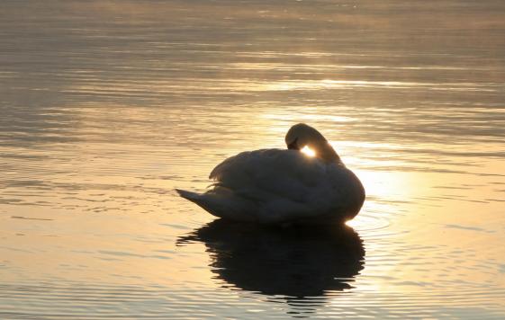 Leserbild Thuner Tagblatt und Berner Zeitung 19. November 2019