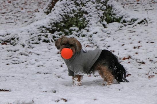 Leserbild Berner Zeitung und Thuner Tagblatt 20. Dezember 2017
